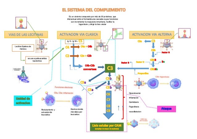 sistema de complemento inmunologia